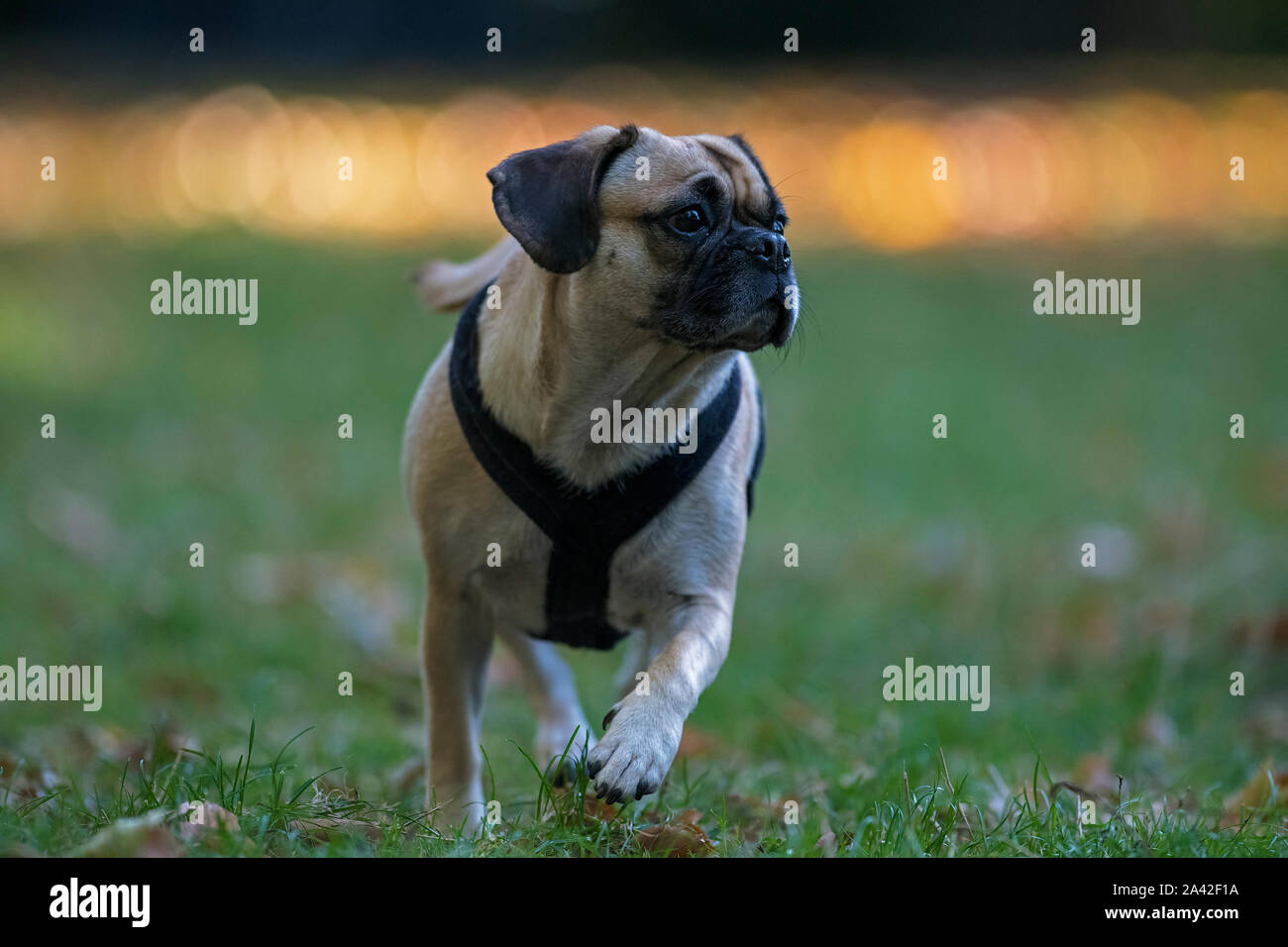Puggle-Cross tra un Pug e cane Beagle- Canis lupus familiaris. Foto Stock