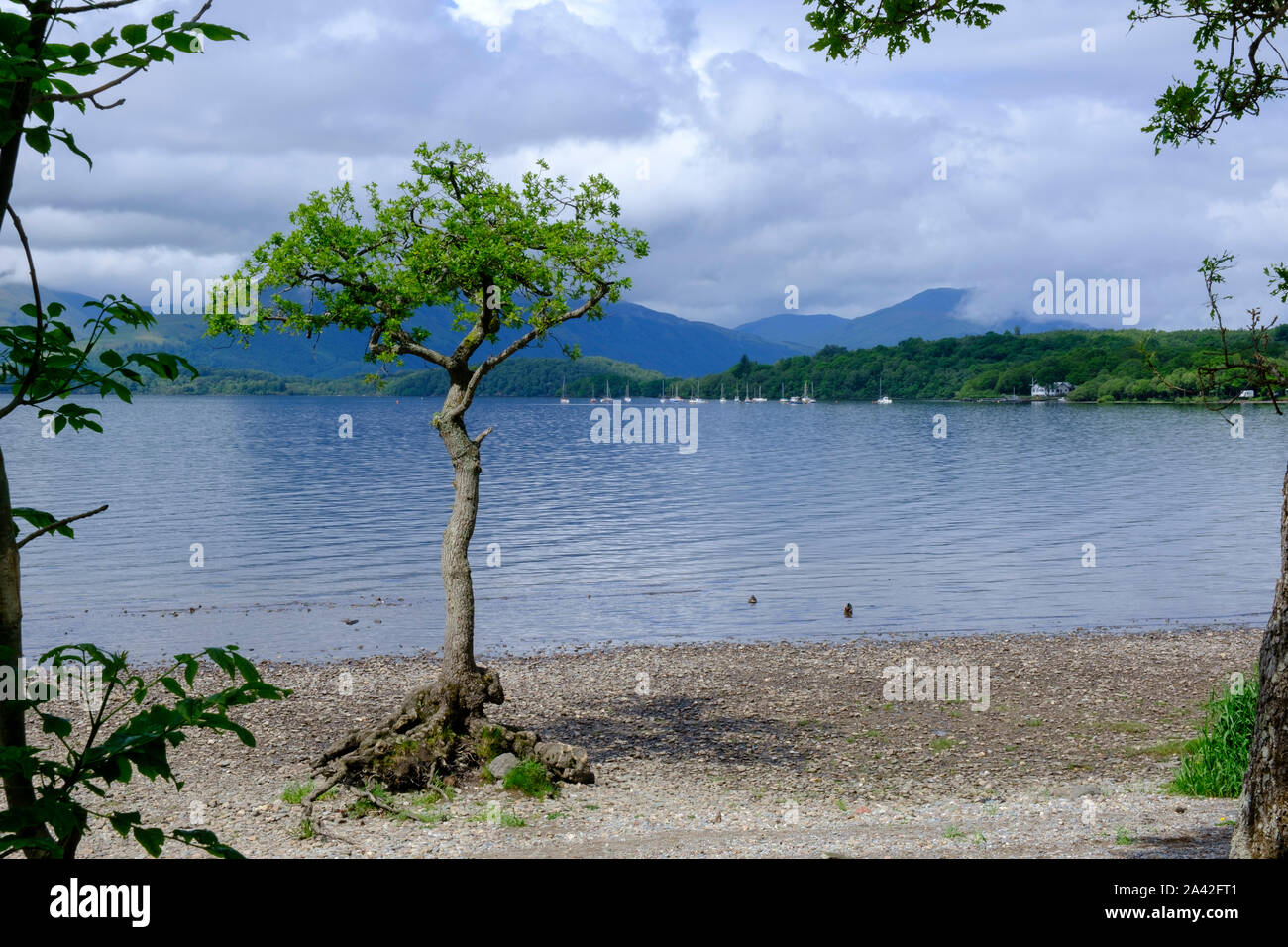 Lone Tree Milarrochy Bay Loch Lomond West Dunbartonshire Argyll and Bute Stirling Scozia Scotland Foto Stock