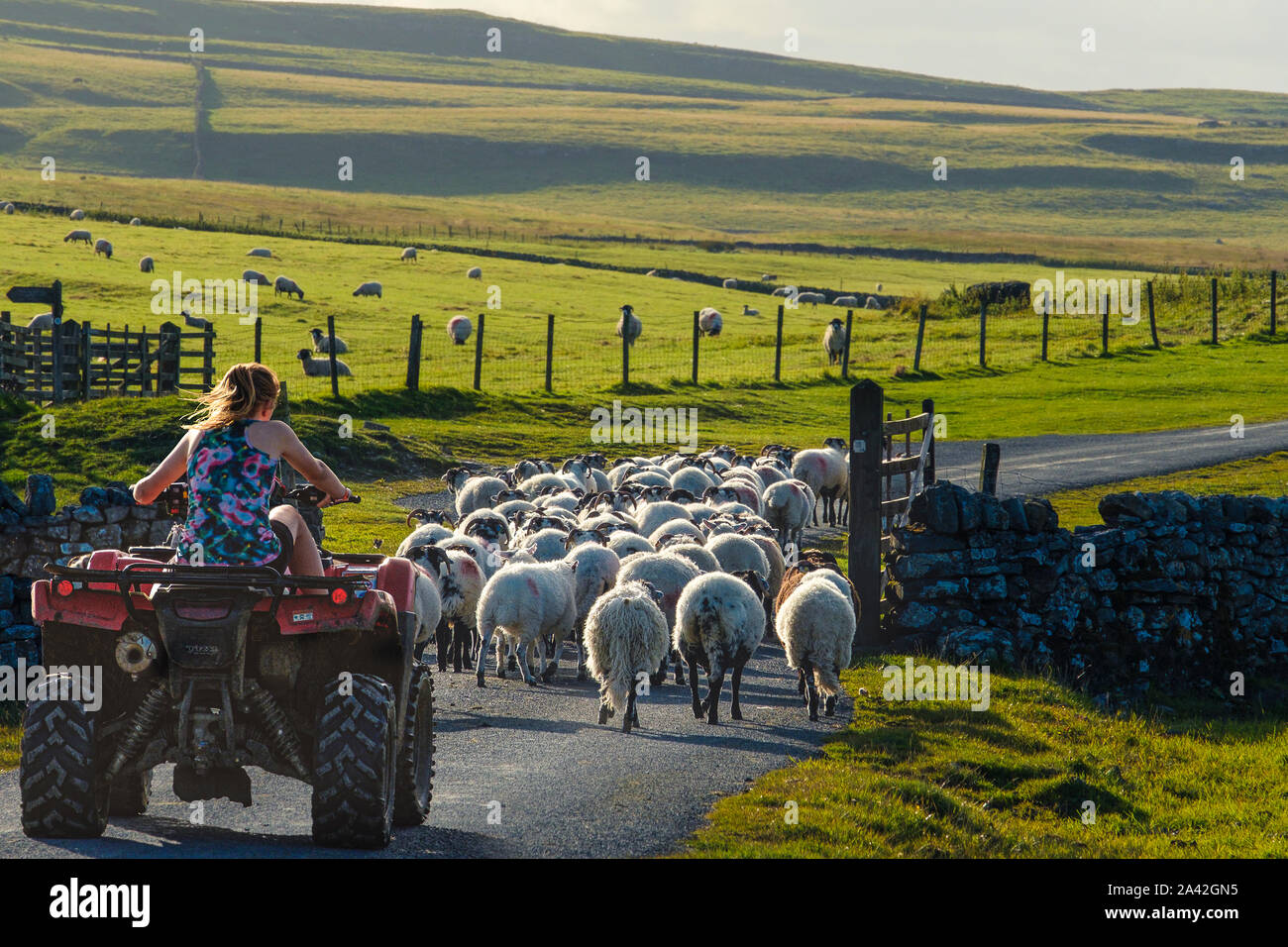 La guida le pecore al pascolo di nuovo su Yorkshire Dales. Foto Stock