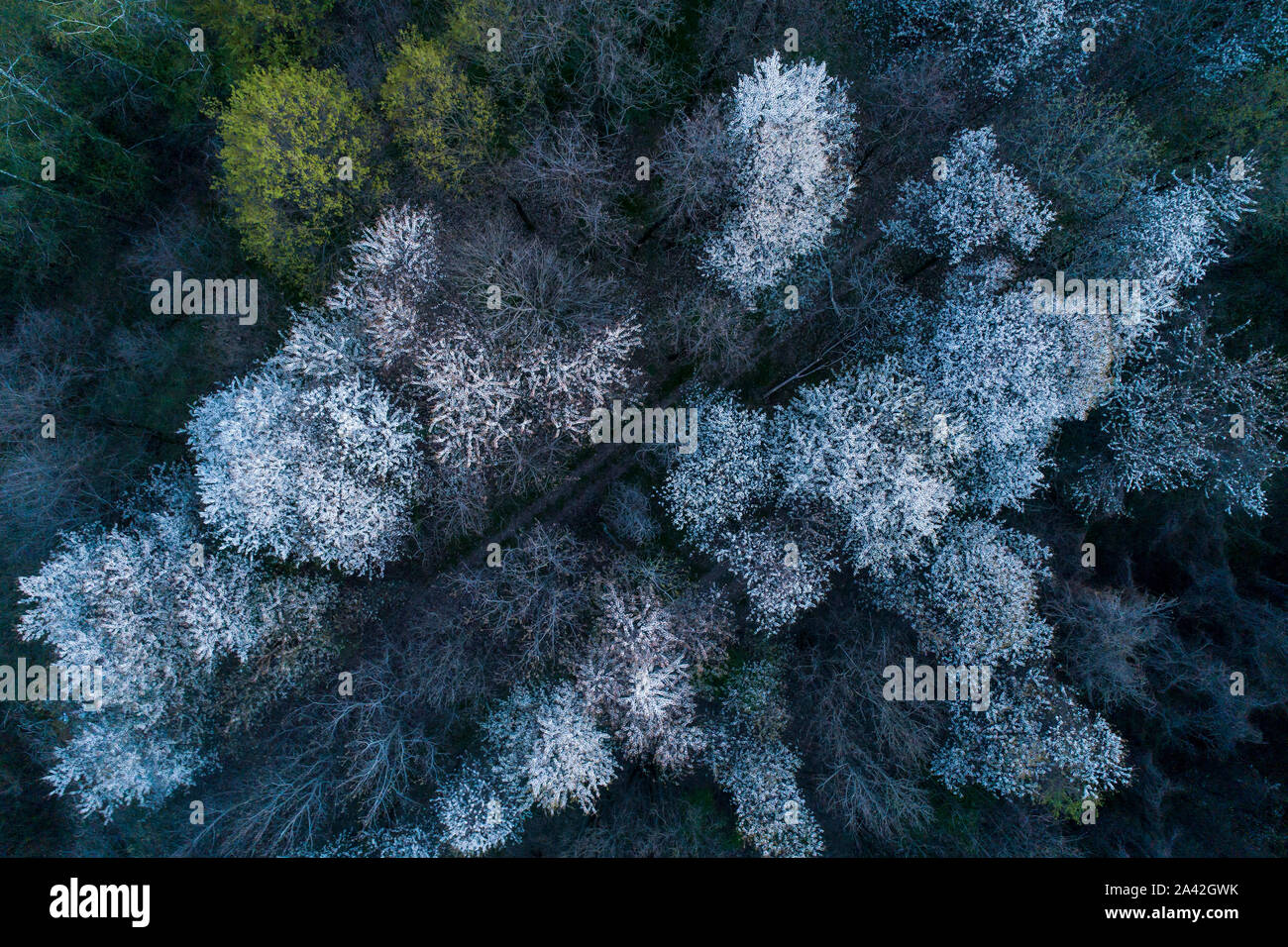 Vista aerea di ciliegi fioriti in serata. Volare al di sopra del frutteto. Sfondo di alberi con fiori di colore bianco visto da sopra. Foto Stock