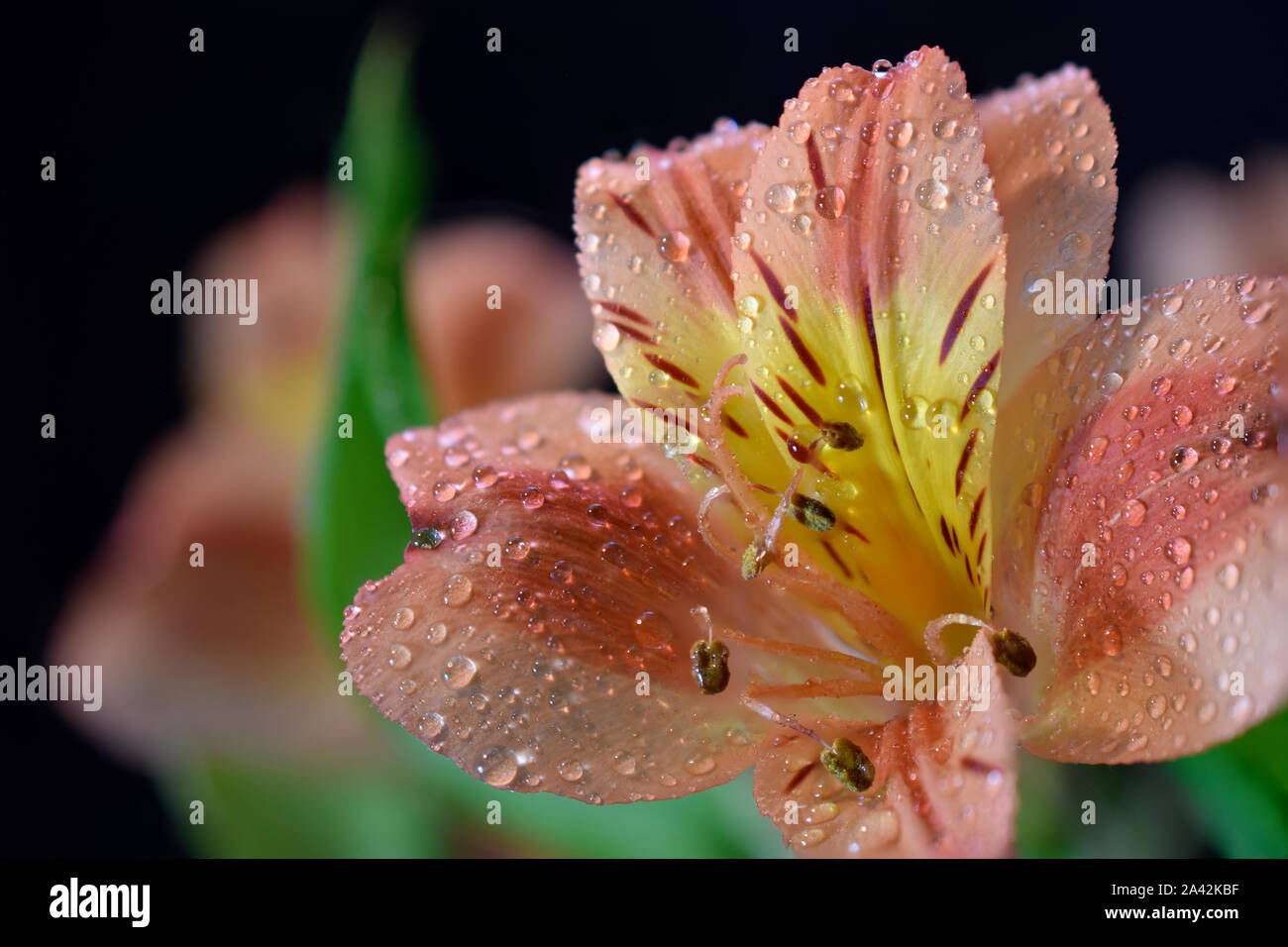 Giglio peruviano, chiamato anche Giglio degli Incas o Alstroemeria dopo una leggera pioggia Foto Stock