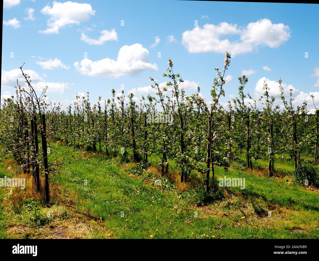 Piantagione in Germanie frutto più grande area di coltivazione nei pressi di Amburgo chiamato Altes Land Foto Stock