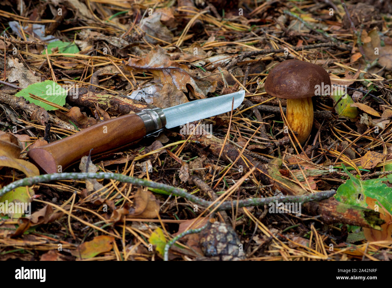 Marrone fungo tappato sul suolo della foresta e il coltello tascabile con manico in legno che giace accanto ad esso Foto Stock