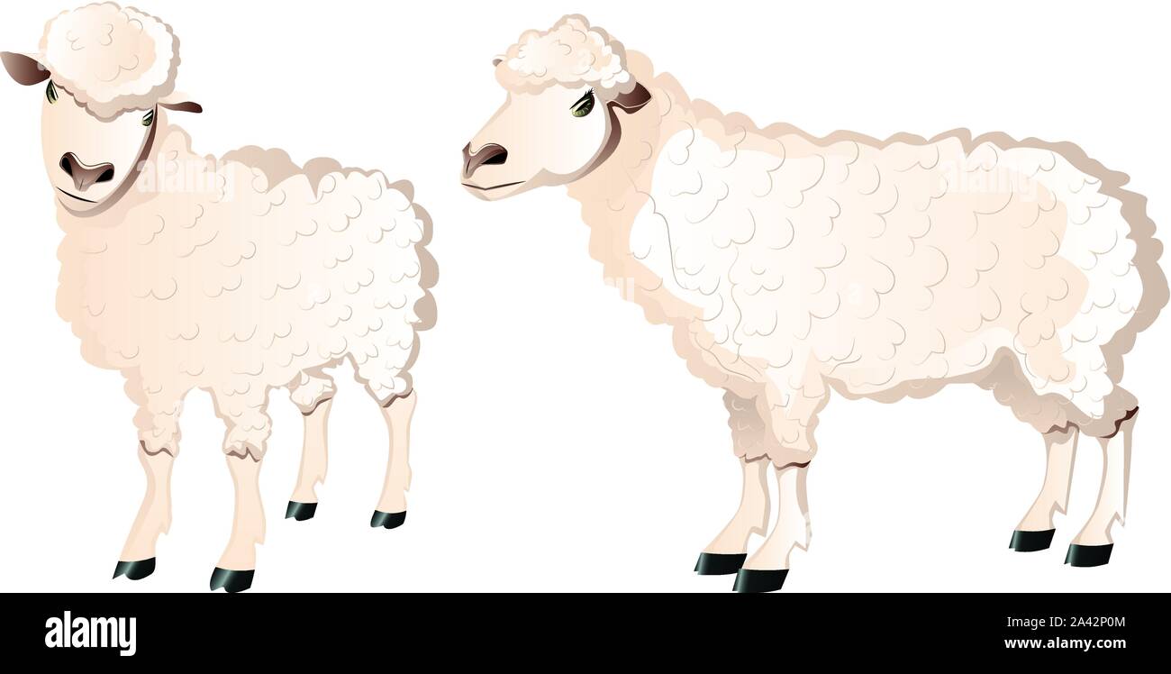 Due cartoon sheeps bianco illustrazione, gli animali della fattoria. Illustrazione Vettoriale