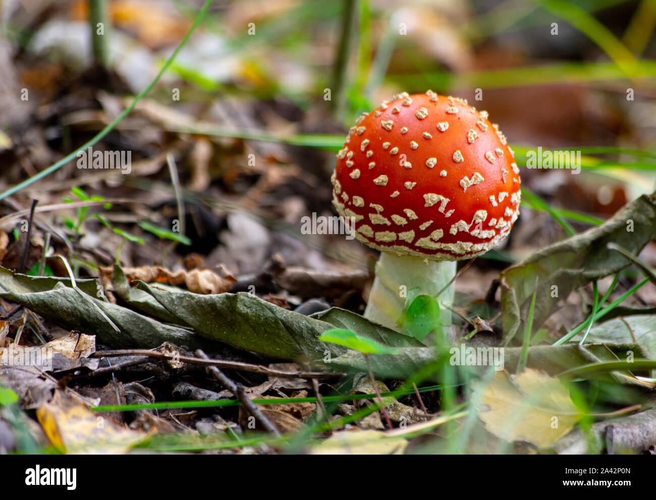 Unico fly agaric (fungo amanita muscaria) sul suolo della foresta Foto Stock