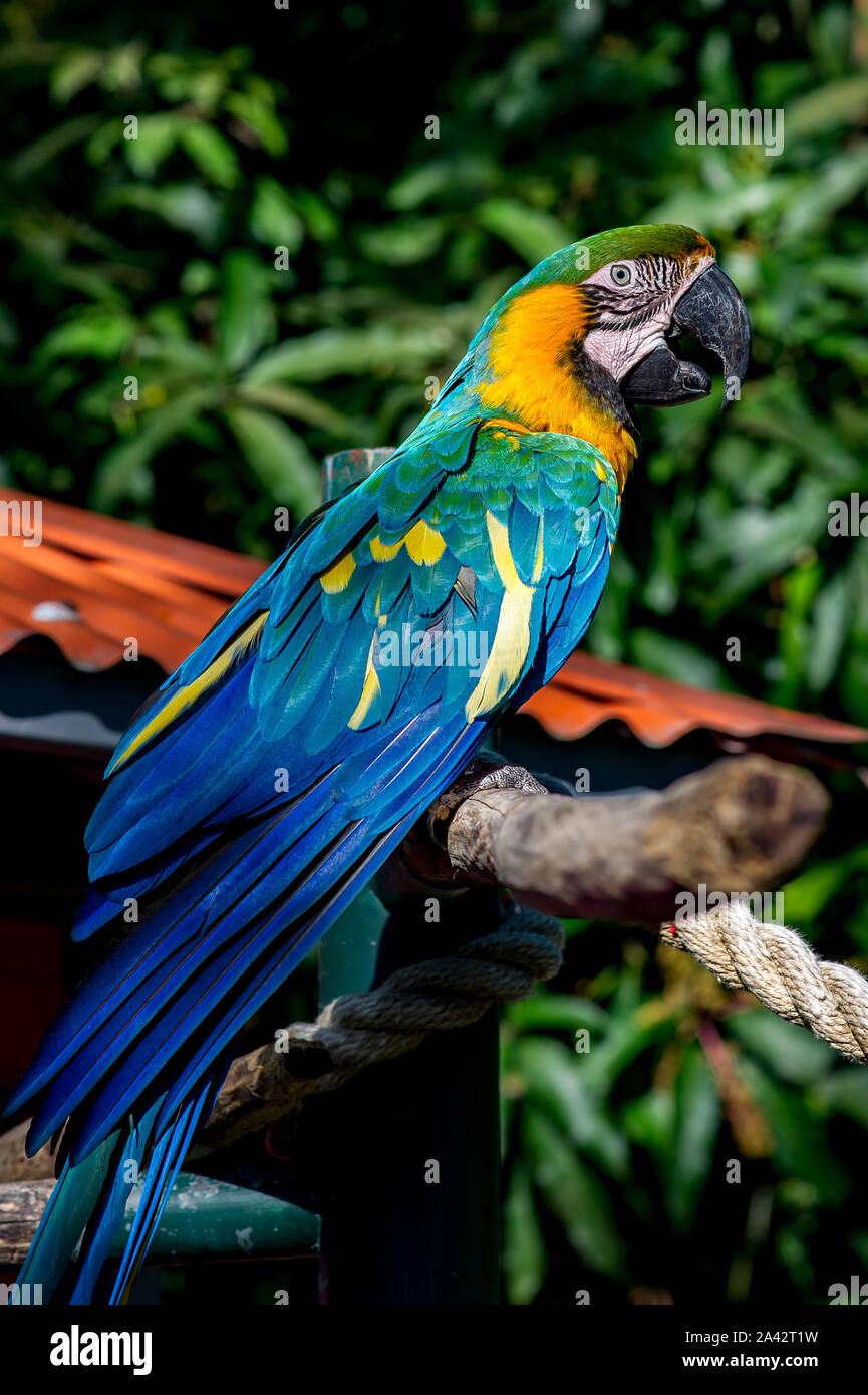 Ritratto del macaw allevati in cattività Foto Stock