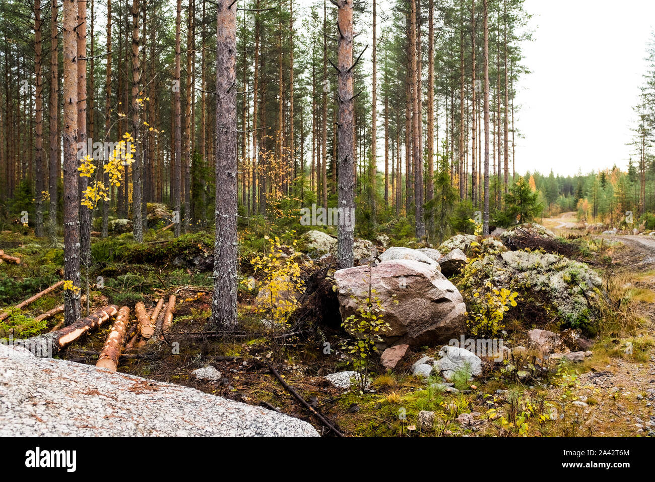 Giant ice age massi in una foresta commerciale, Finlandia Centrale Foto Stock