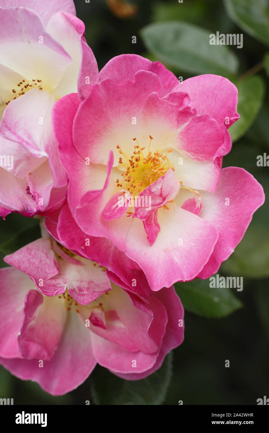 Rosa "Erfurt", fragrante, ripetere la fioritura rose in un giardino inglese Foto Stock