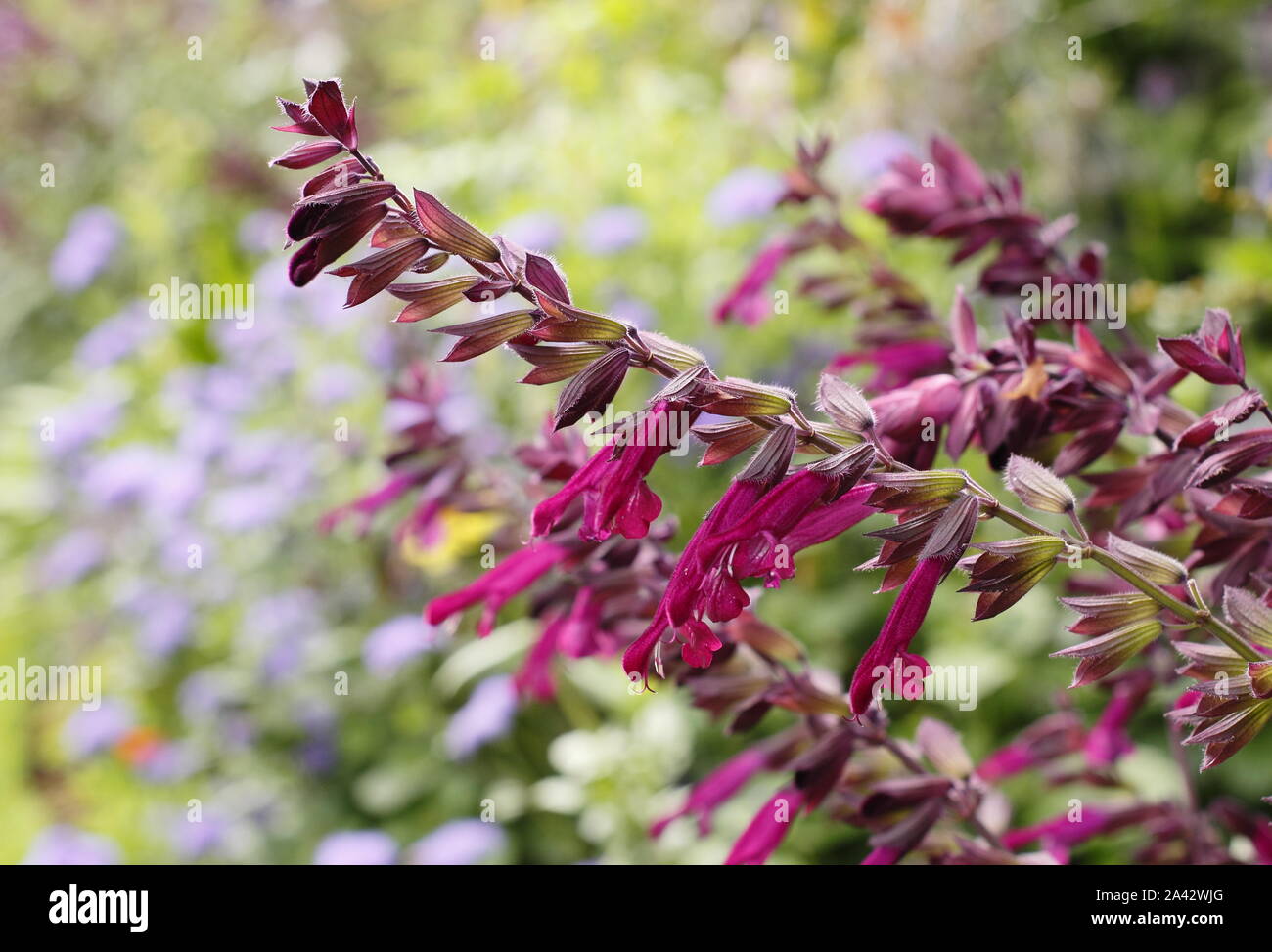 Salvia " Amore e auguri' salvia aromatica caratteristica visualizzazione deep magenta fiori in un giardino confine - Settembre. Regno Unito Foto Stock