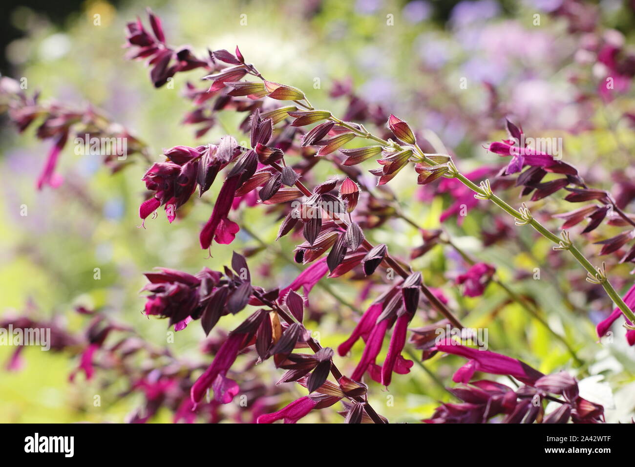 Salvia " Amore e auguri' salvia aromatica caratteristica visualizzazione deep magenta fiori in un giardino confine - Settembre. Regno Unito Foto Stock