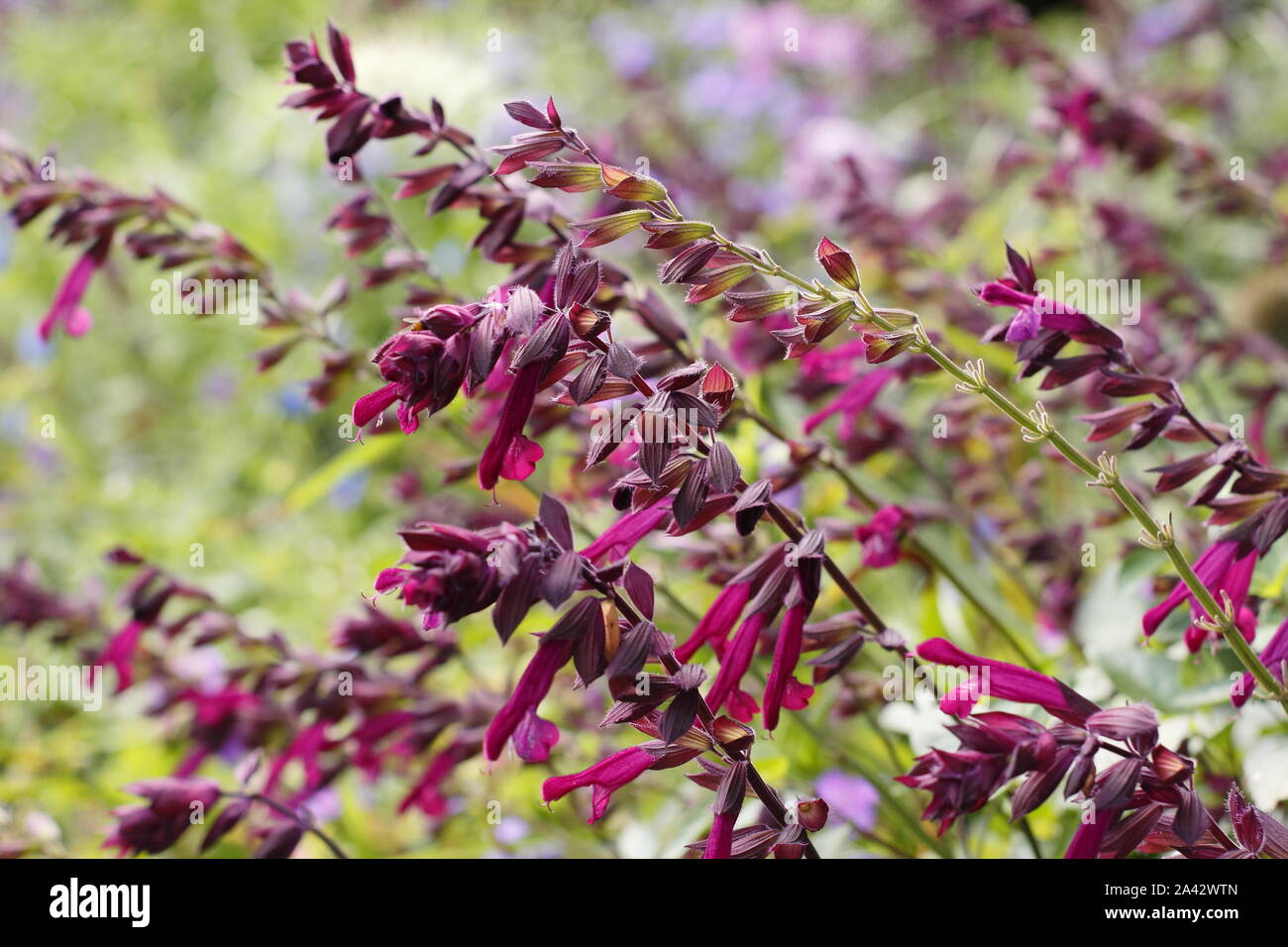 Salvia " Amore e auguri' salvia aromatica caratteristica visualizzazione deep magenta fiori in un giardino confine - Settembre. Regno Unito Foto Stock