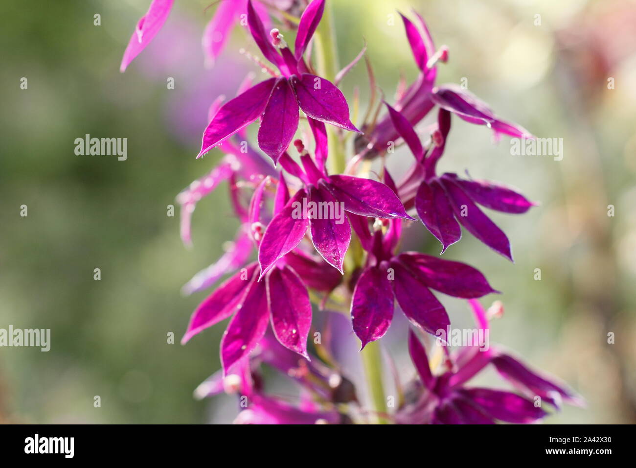 Lobelia × speciosa 'Hadspen viola caratteristica di visualizzazione luminosa magenta fiorisce in settembre Garden cottage. Regno Unito Foto Stock