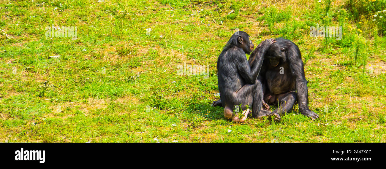 Scimmie umane toelettatura ogni altro, bonbo giovane, pigmeo di scimpanzé, sociale il comportamento di primate, minacciate specie animale dall'Africa Foto Stock