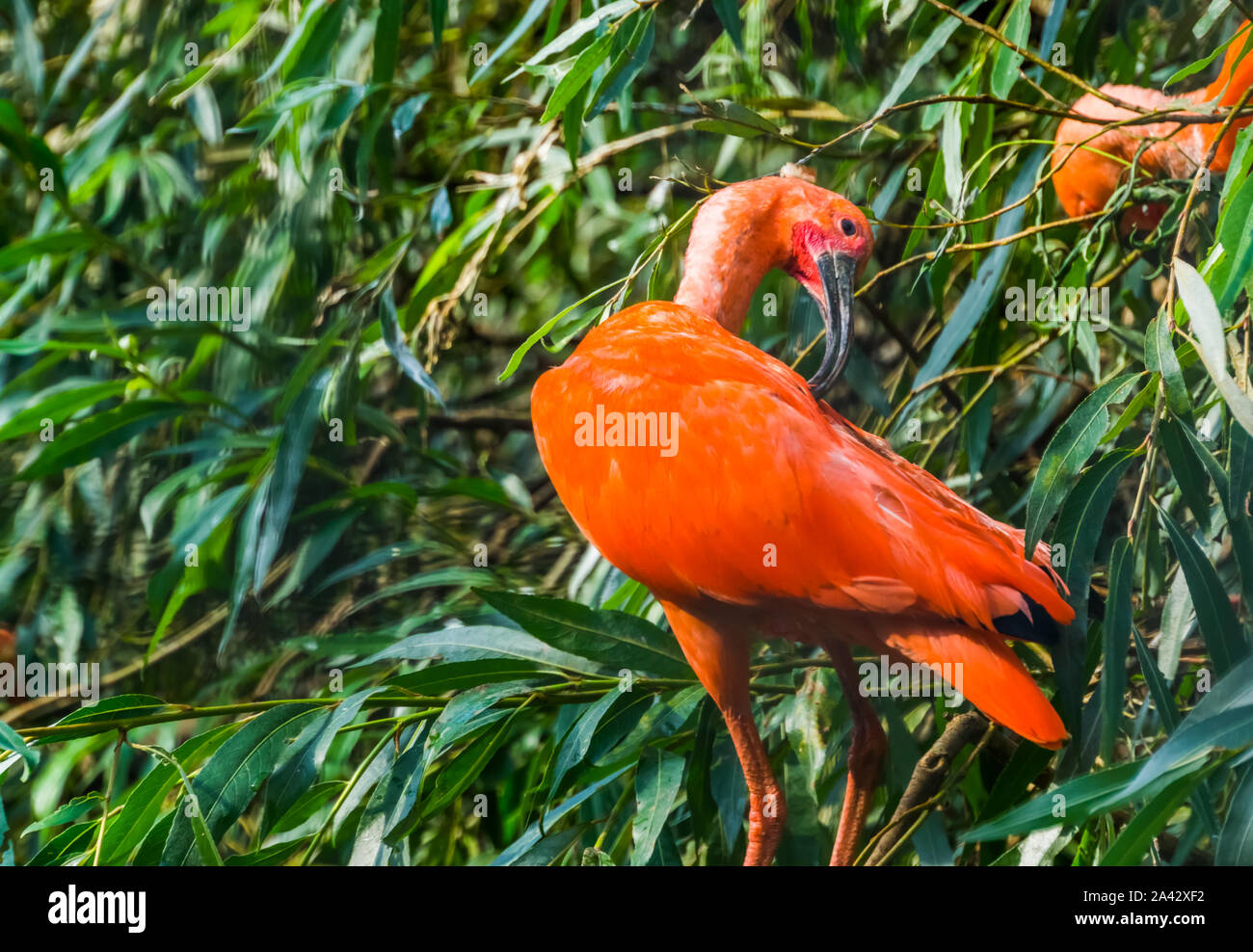 Primo piano di un ibis rosso scarlatto in un albero preening le sue piume, tipico comportamento degli uccelli, colorato ed esotiche specie di uccelli da America Foto Stock