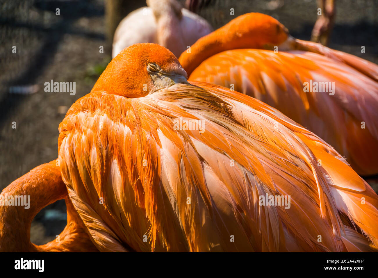 Primo piano di un american flamingo dormendo, tipico comportamento degli uccelli tropicali, specie animale da Cuba Foto Stock