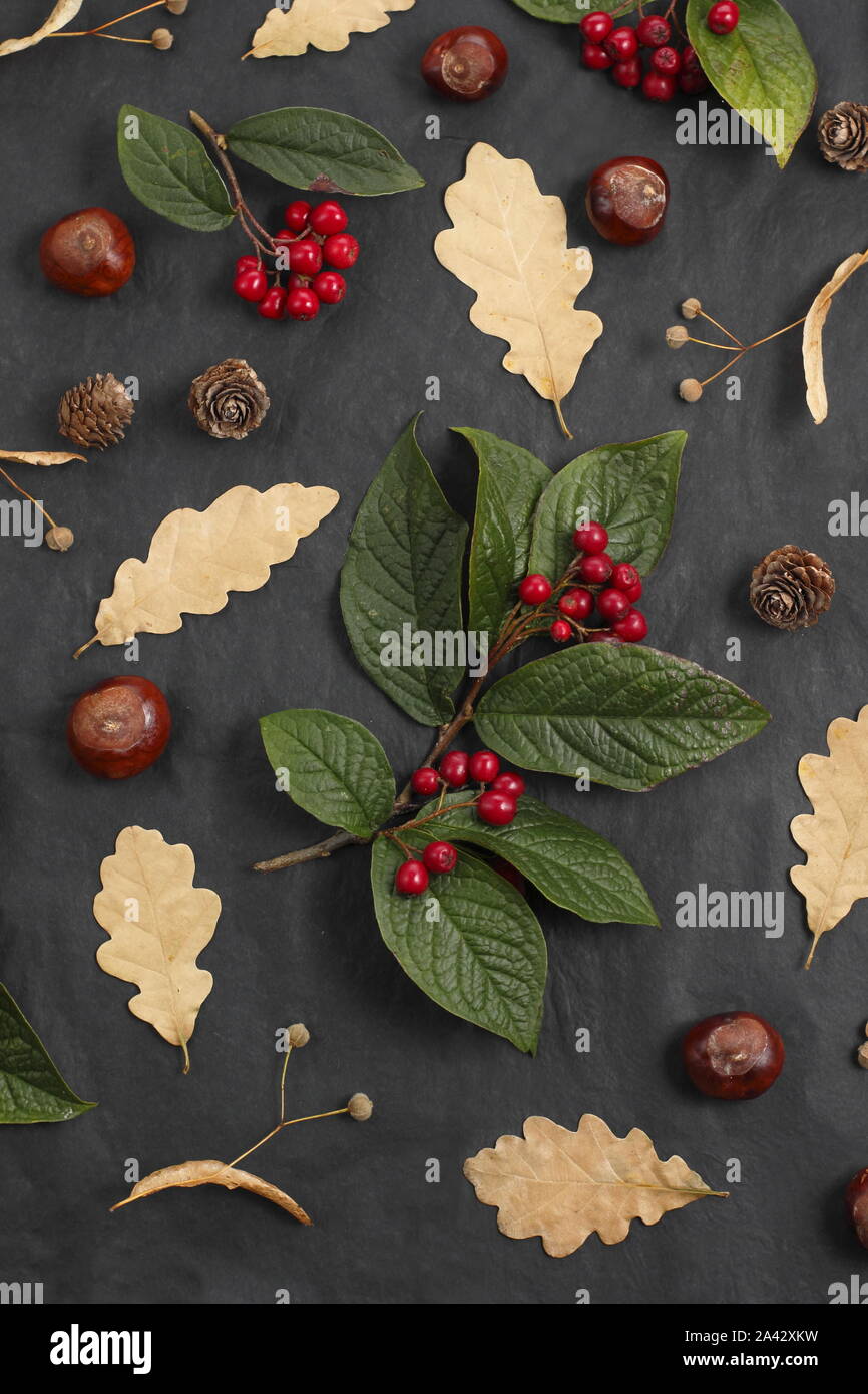 Frutti autunnali, display - conkers, foglie di quercia, cotoneaster bacche, tiglio (Tilia x europaea) frutti su sfondo nero. Regno Unito Foto Stock