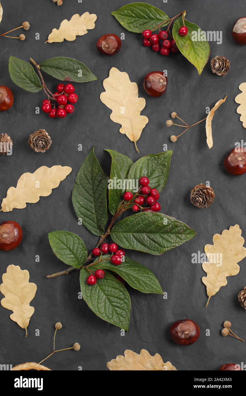Frutti autunnali, display - conkers, foglie di quercia, cotoneaster bacche, tiglio (Tilia x europaea) frutti su sfondo nero. Regno Unito Foto Stock