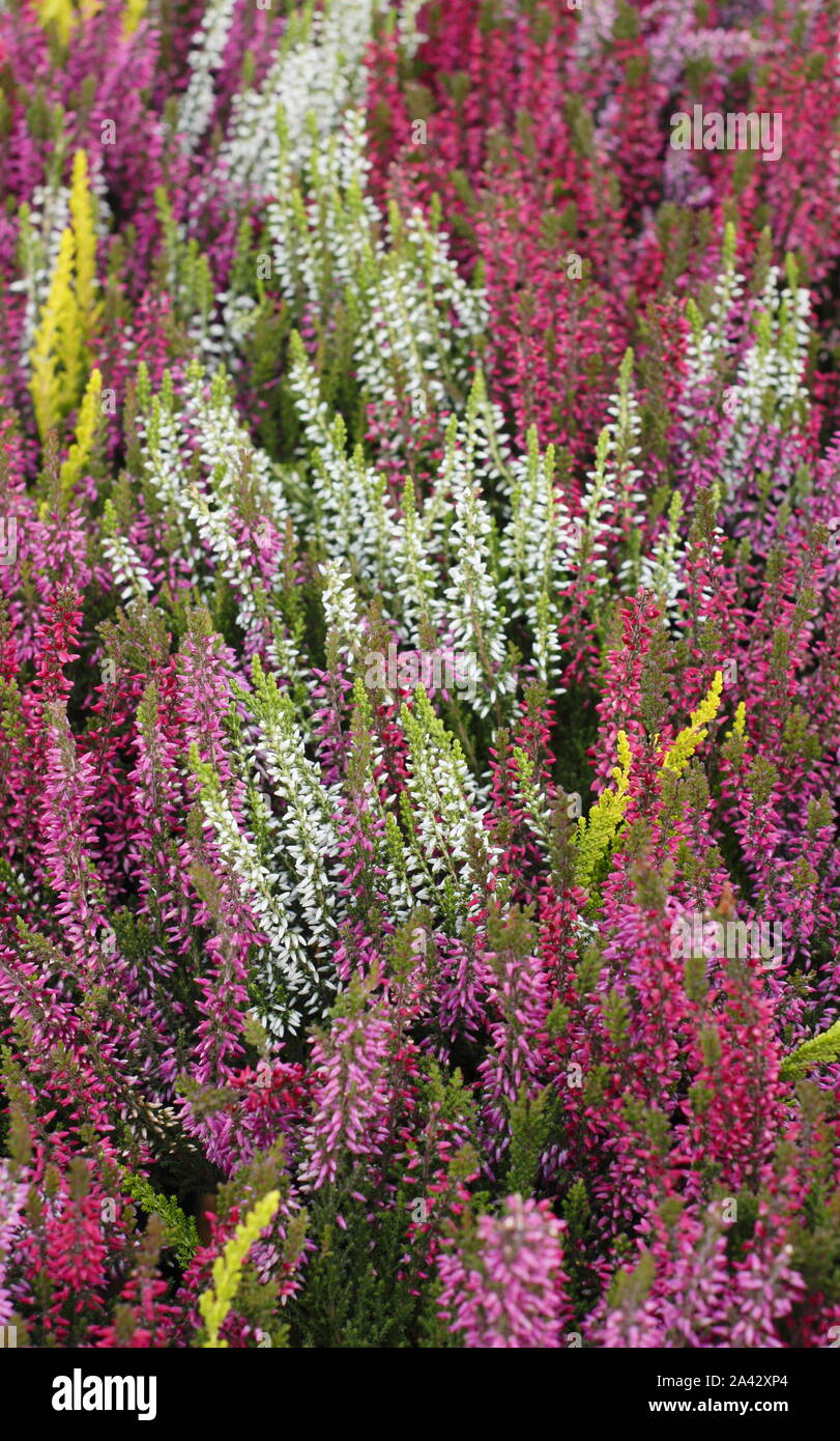 Calluna vulgaris. Coltivate colorate eriche in ottobre. Regno Unito Foto Stock