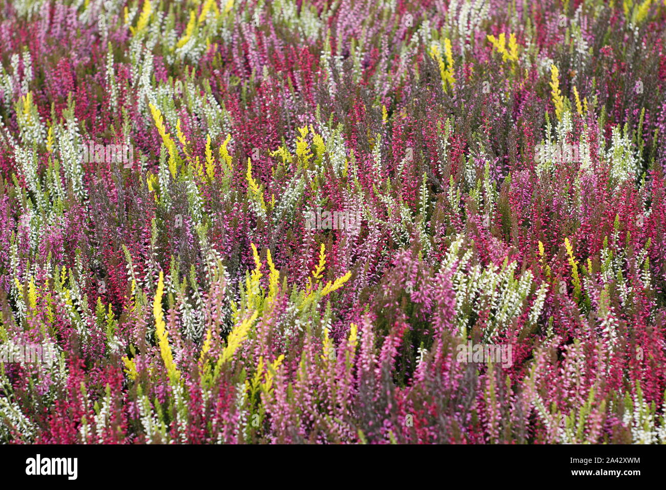 Calluna vulgaris. Coltivate colorate eriche in ottobre. Regno Unito Foto Stock