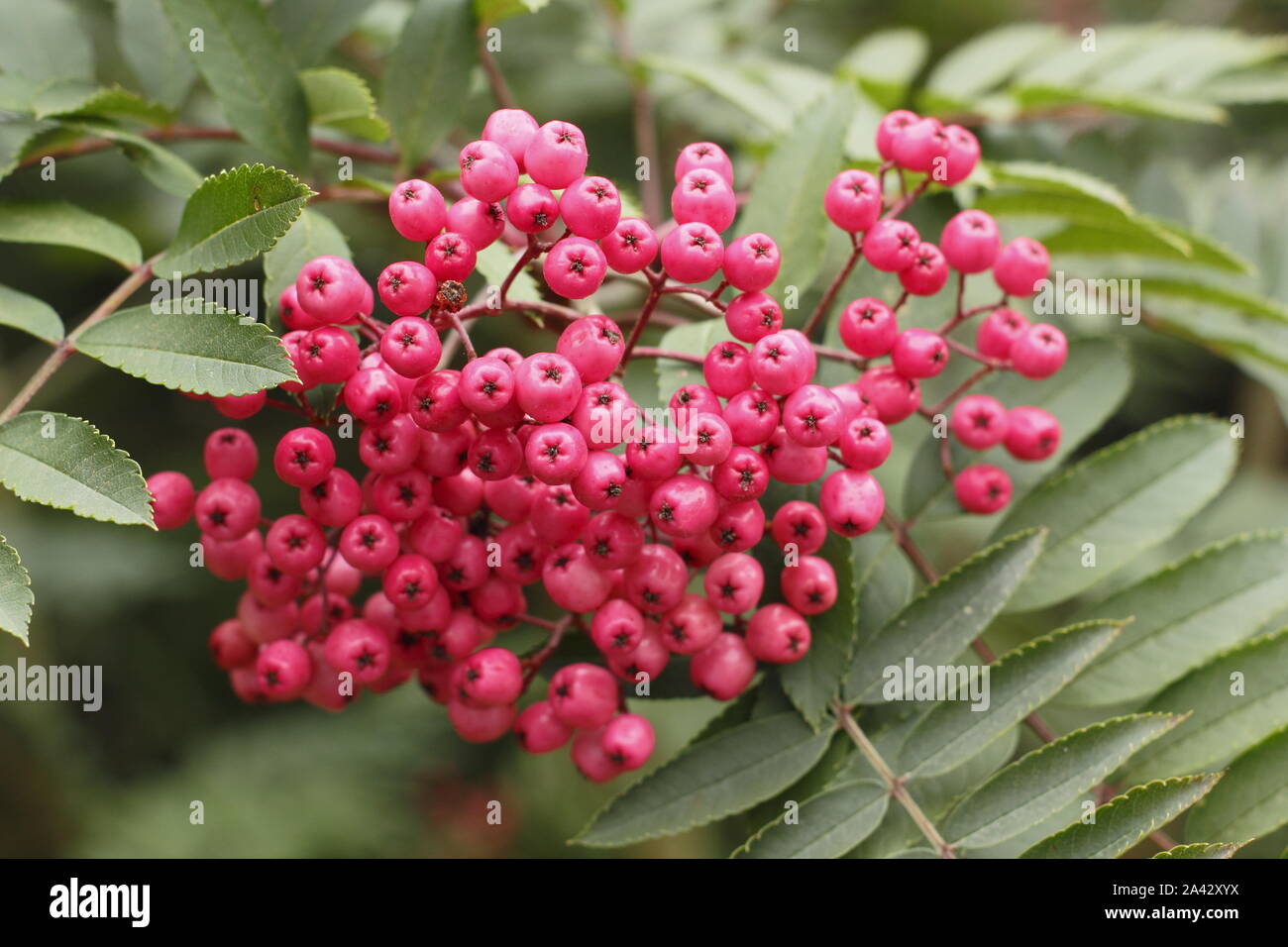 Sorbus pseudohupehensis "pagoda rosa' rowan visualizzazione vivaci bacche di rosa in autunno - Ottobre, UK. Modulo Gas Anestetici Foto Stock