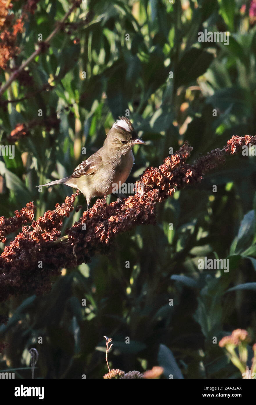 Bianco-crested Elaenia (Elaenia albiceps chilensis) adulto arroccato sullo stelo costa centrale del Cile Gennaio Foto Stock