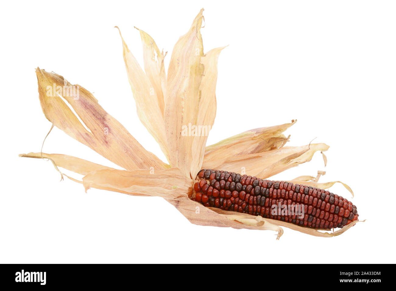 Essiccata la lolla di cartaceo ventaglio intorno a un decorativo rosso profondo Fiesta granturco dolce, su sfondo bianco Foto Stock