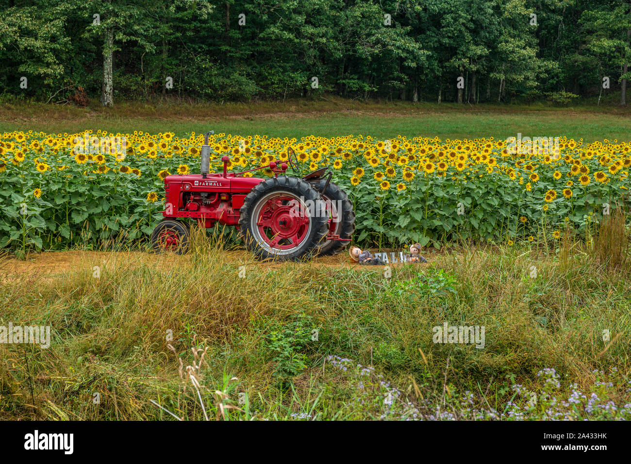 Un rosso brillante farm trattore visualizzata nel campo di girasoli con decorazioni di autunno a fianco e boschi in background e colorate le erbacce in Foto Stock