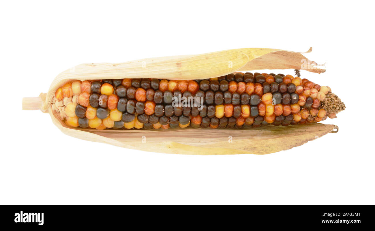 Colorato decorativo di mais vitreo cob marrone con arancio e giallo niblets con secchi, cartacei di tutolo di mais, su sfondo bianco Foto Stock
