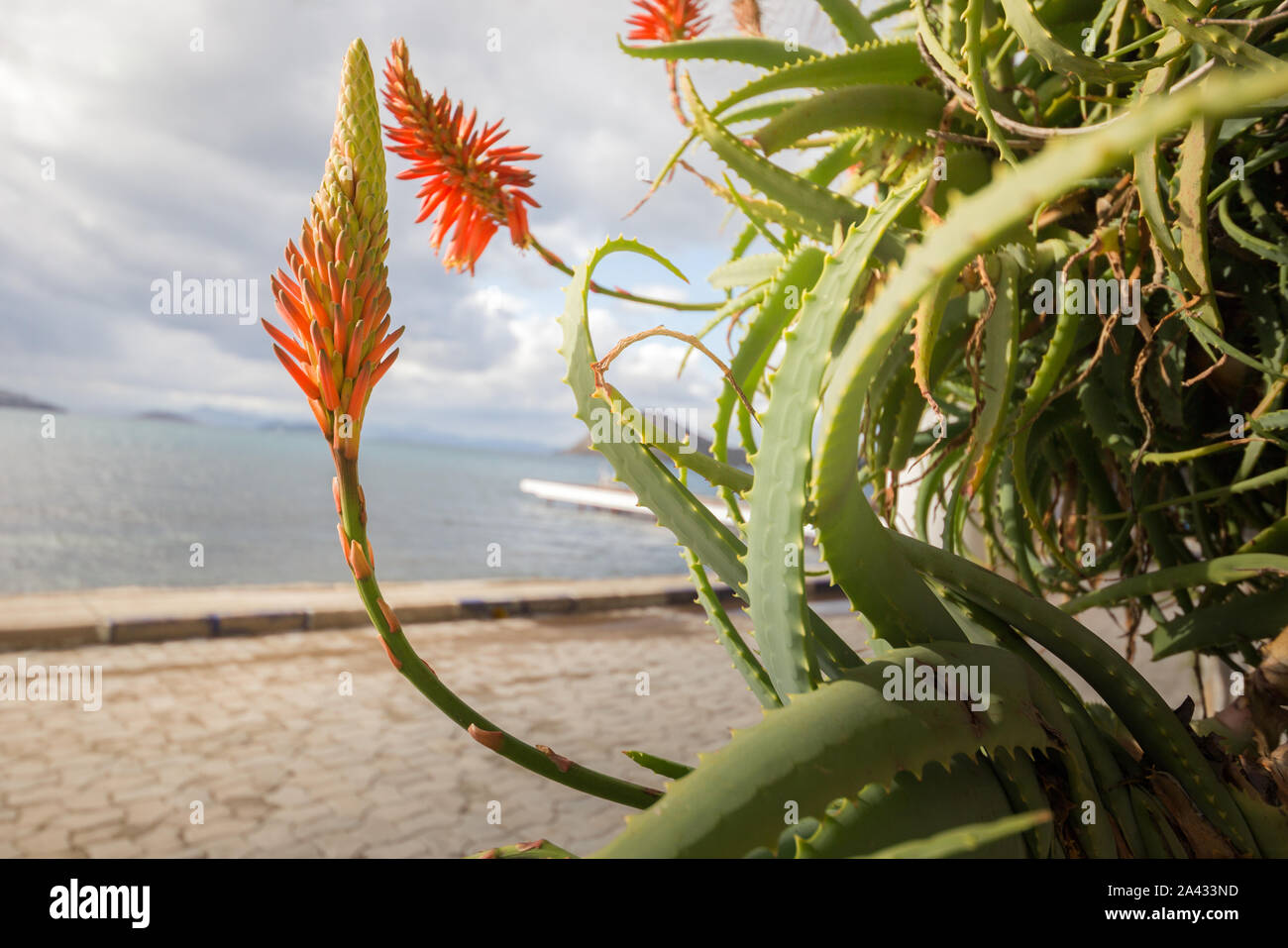 Aloe vera pianta. Medicina impianto cosmetico sulla costa dell'oceano. La Turchia, Bodrum Foto Stock