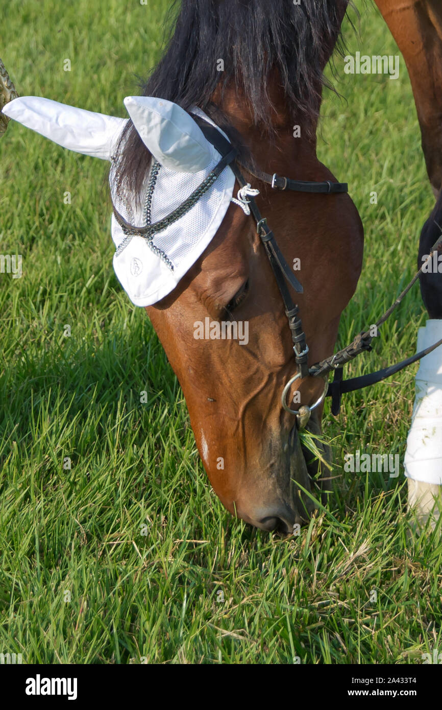 I cavalli da corsa in un campo o in un paddock di pascolare su erba verde in un allevamento razze che per il settore delle corse . una sella sul cavallo . un pezzo bianco su Foto Stock
