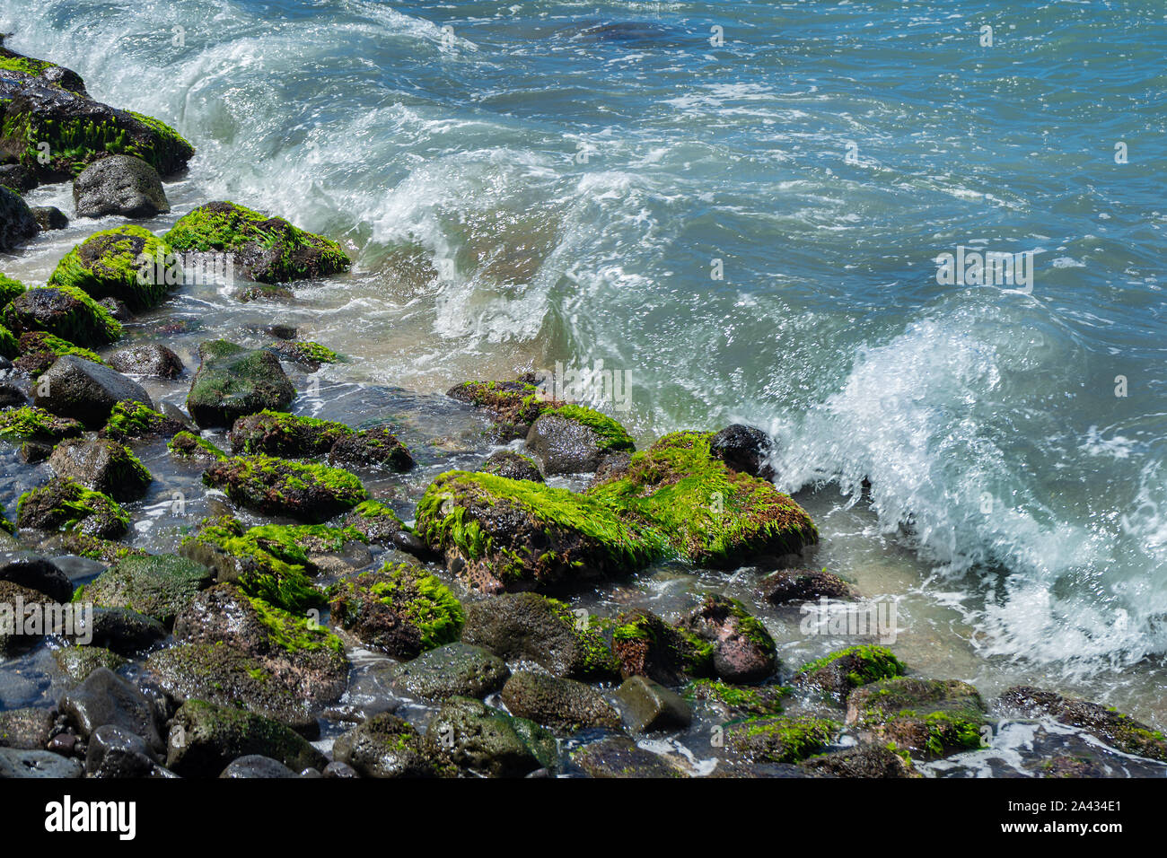 Green alge sulla spiaggia di pietra con onde oceaniche in arrivo Foto Stock