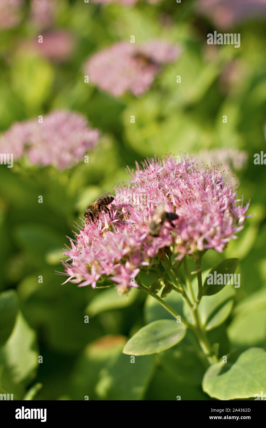 Close up di sedum spectabile Foto Stock