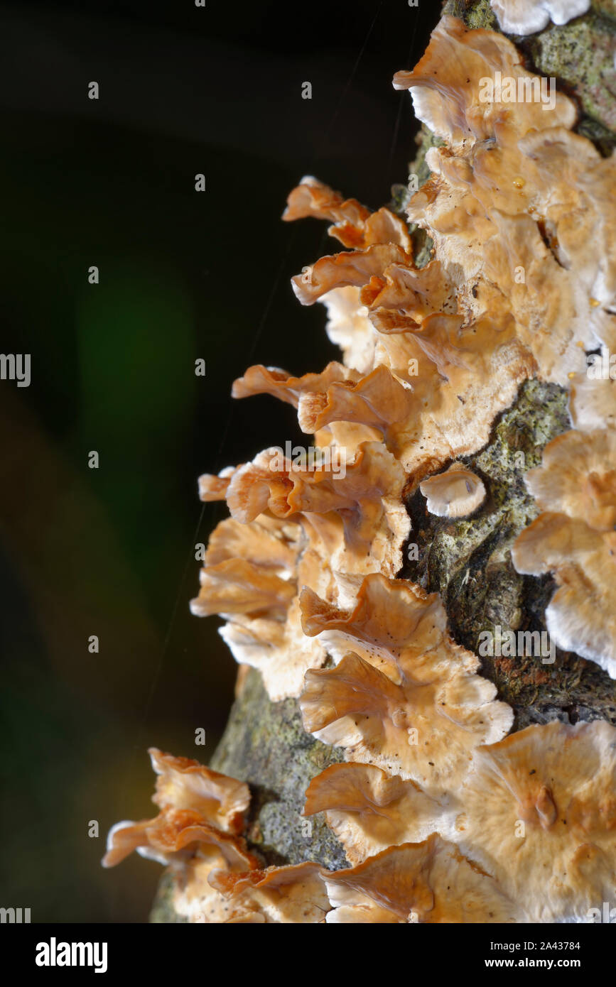 Spurgo crosta di latifoglie - Stereum rugosum funghi che crescono su ramoscello Foto Stock