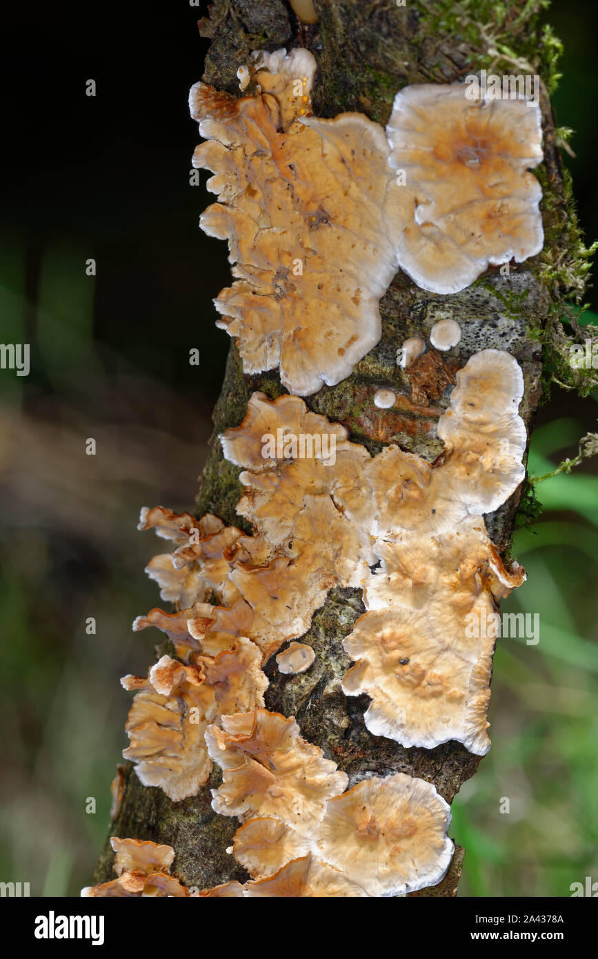 Spurgo crosta di latifoglie - Stereum rugosum funghi che crescono su ramoscello Foto Stock