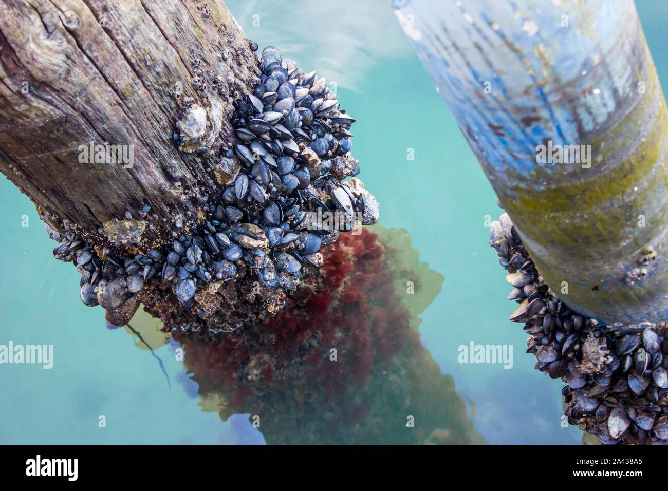 Il nero di cozze bloccato sul palo in acqua Foto Stock