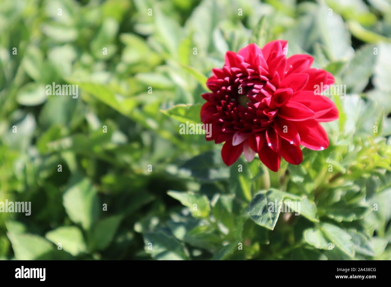 Un bellissimo Single Red Rose circondato da erba verde. In Istanbul Park. Foto Stock