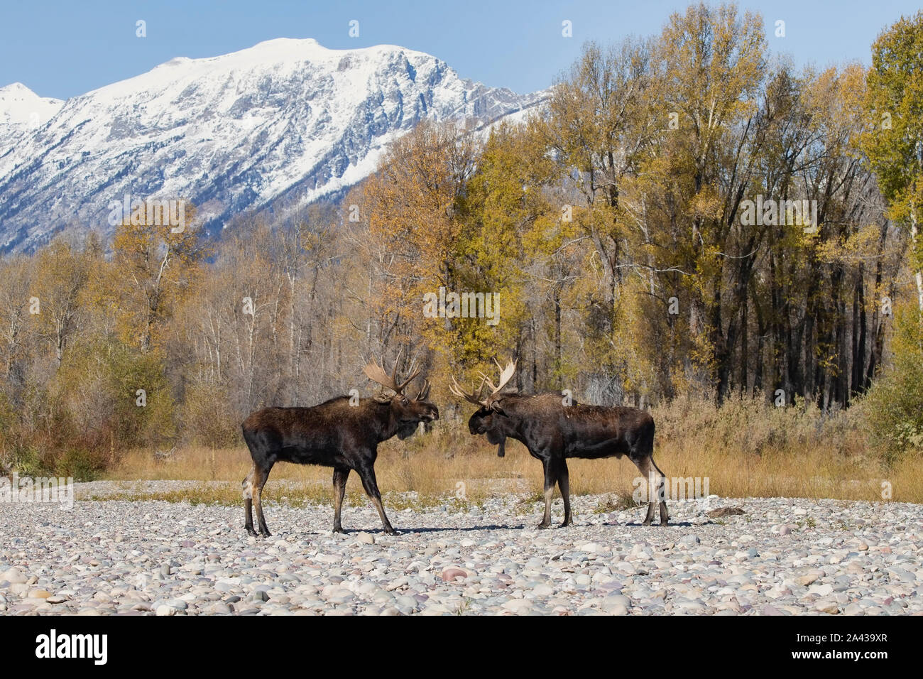 Due Bull Moose (Alces alces) affacciata su off durante la routine, il Parco Nazionale del Grand Teton, Wyoming Foto Stock