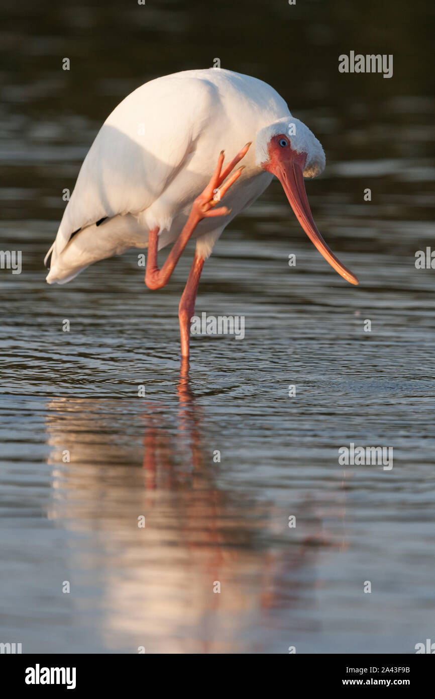 Un lone Americano bianco Ibis prendendo una pausa da foraggio a graffiare la testa. Foto Stock