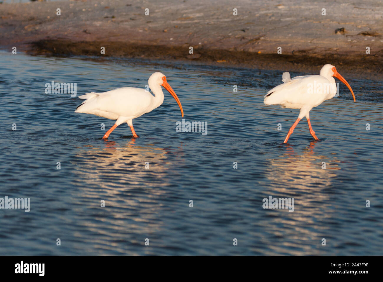 Due Americano bianco Ibis alla ricerca di cibo con la bassa marea. Foto Stock