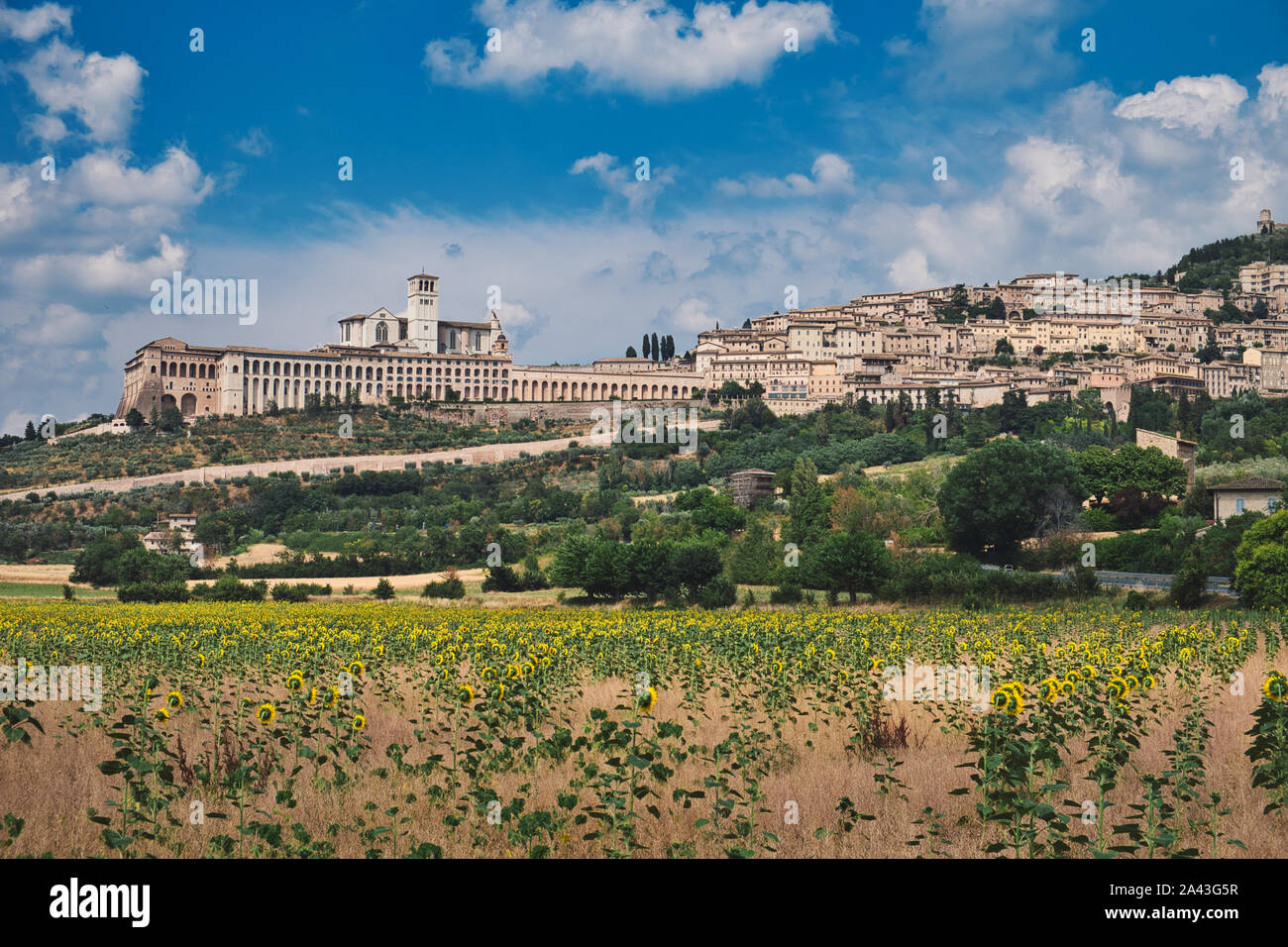 Foto di Assisi con girasoli e il cielo blu con nuvole Foto Stock