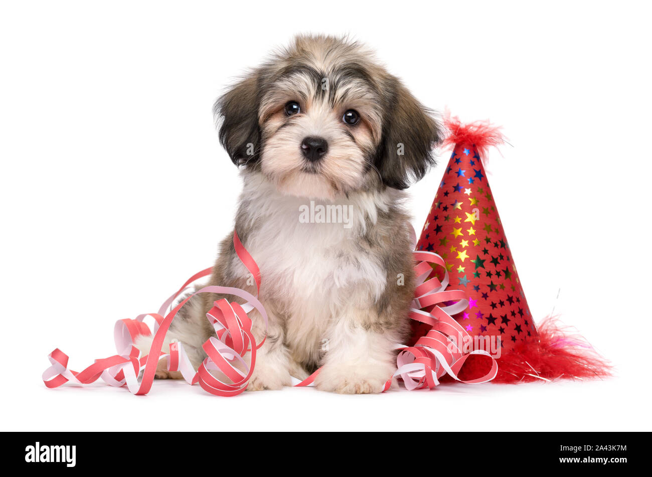 Carino Havanese cucciolo di cane seduto tra festa di Capodanno decorazioni - isolato su sfondo bianco Foto Stock