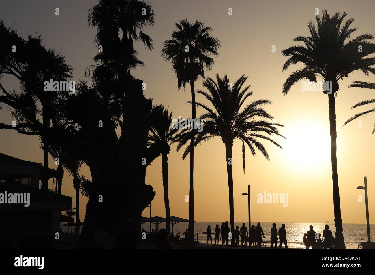 Carta da parati. Mare. Tenerife. L'estate. Alberi di palma. Spiaggia. Il tramonto. Il calore. La felicità. Estate in città. Tramonto sulla spiaggia. Foto Stock