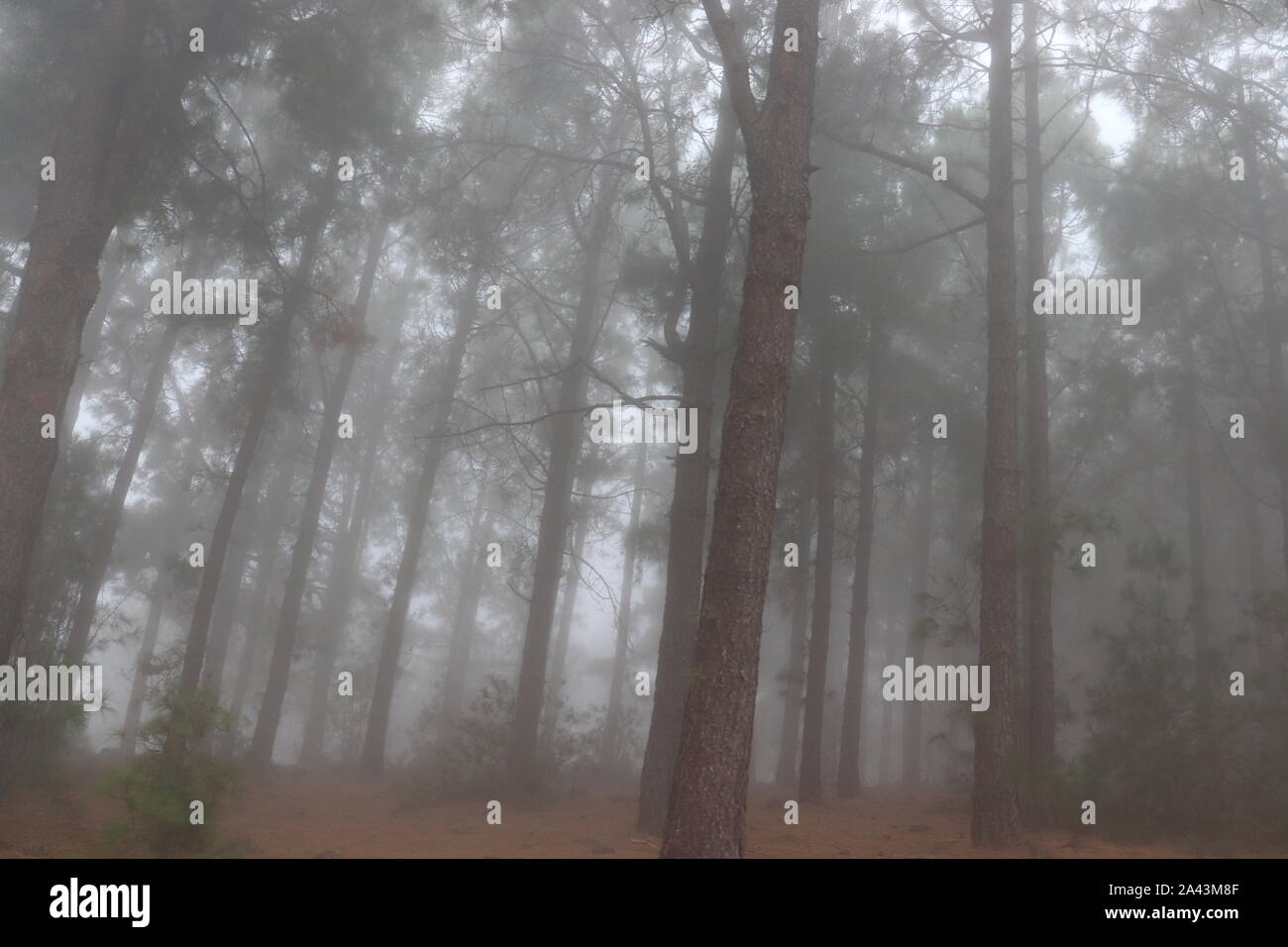 Foresta nebuloso. Alberi. Nebbia. Paesaggi. L'inverno. L'autunno. Foresta nebuloso. Ecosistema. Alberi coperti dalla nebbia. Foresta circondato da densa nebbia. Foto Stock