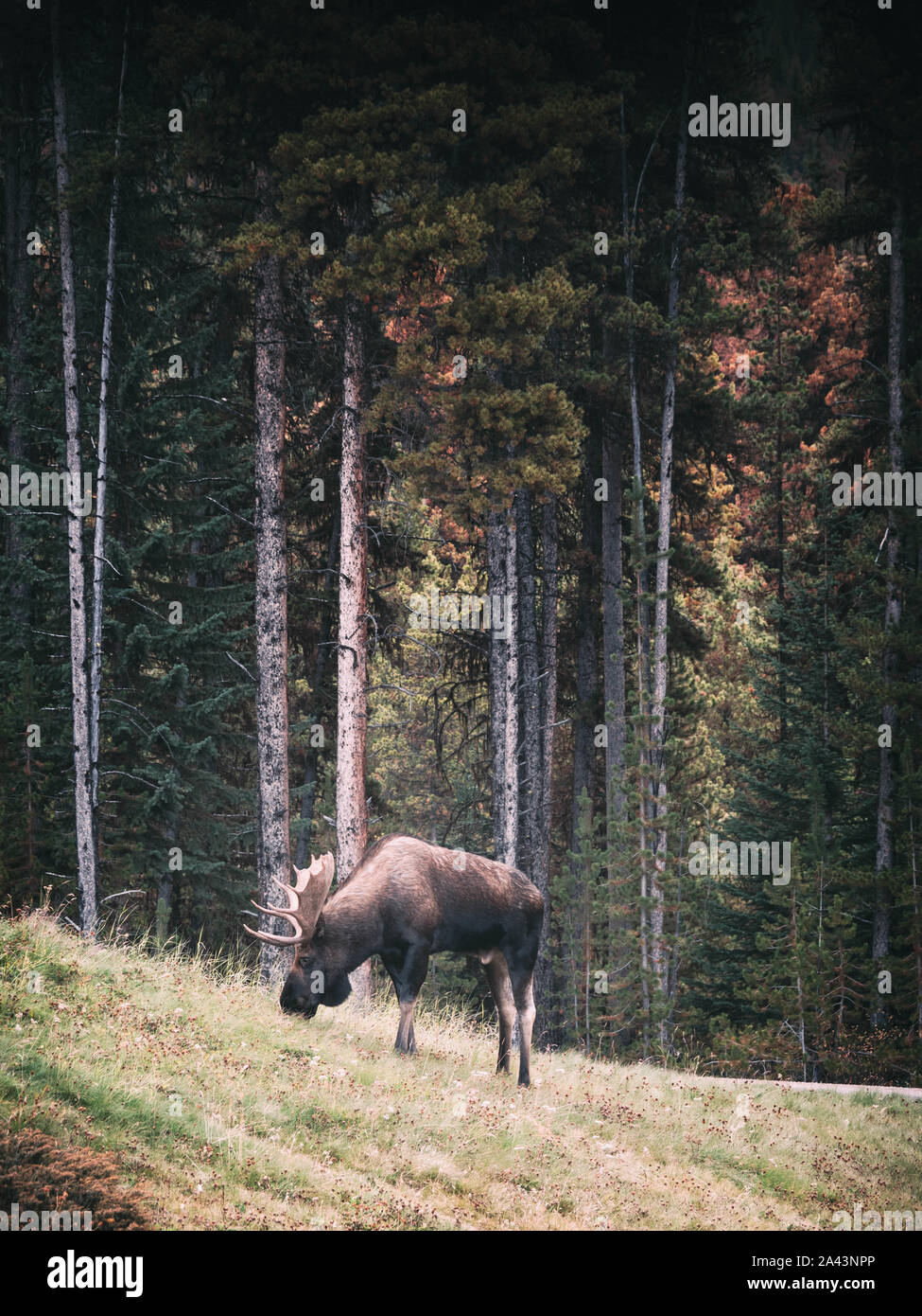 Orso grizzly insegue un alce nel bosco: il video ripreso in diretta Orso grizzly insegue un alce nel bosco: il video ripreso in diretta