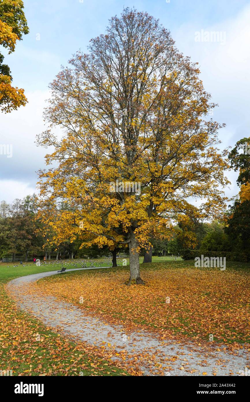 Stoccolma, Svezia. Undicesimo oct, 2019. I boschi e le foglie cadute, sono visibili nel giardino barocco del Castello di Drottningholm nella contea di Stoccolma, Svezia, 11 ott. 2019. Credito: Zheng Huansong/Xinhua/Alamy Live News Foto Stock