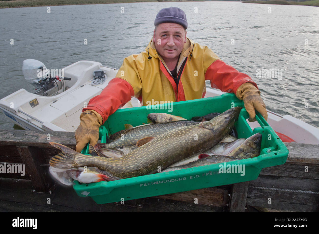 Stahlbrode, Germania. Undicesimo oct, 2019. Il pescatore Ralph Krehl porta una scatola di pesce con il luccio e il persico da il suo lavoro barca sul Lago Devin sul Strelasund, in vista dell'isola di Rügen. Lo scorso anno il suo cooperativa di pesca in Stahlbrode aveva ancora nove pescatori, all'inizio del 2019 tre. Ora Krehl è solo la cooperativa sciolto. Credito: Stefan Sauer/dpa-Zentralbild/dpa/Alamy Live News Foto Stock