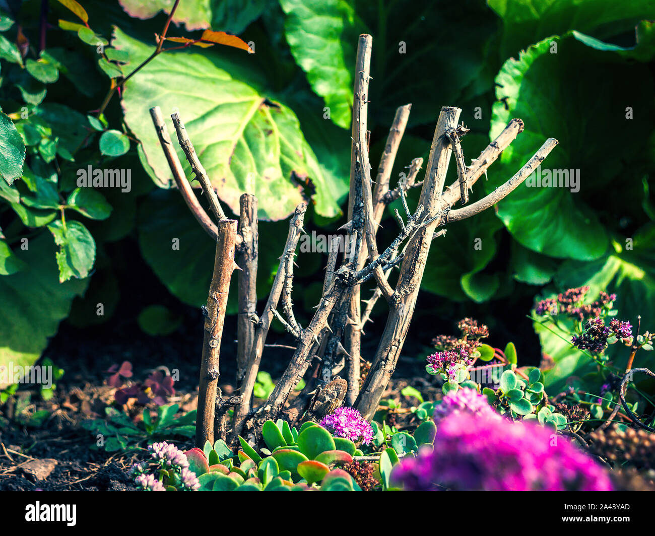 Talee di Rose piantate in giardino. Foto Stock