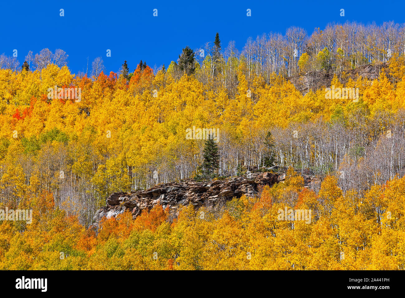Un pino soleggiato si distingue in una foresta di alberi di Aspen giallo brillante in autunno vicino a Silverton, Colorado Foto Stock