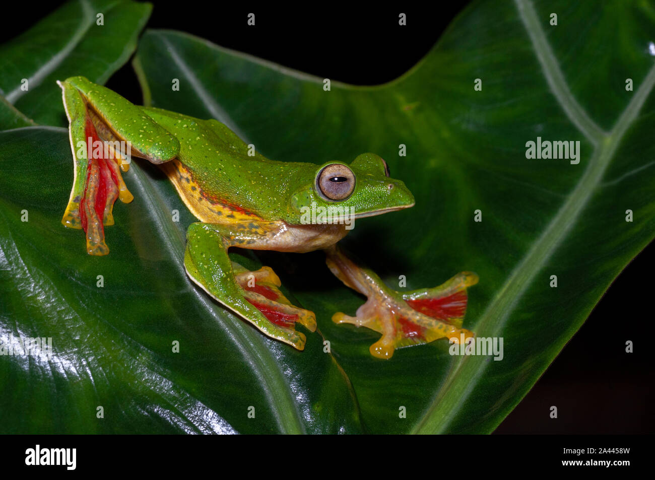 Rhacophorous Malabaricus o Malabar scorrevolezza Frog visto a Amboli,Maharashtra, India Foto Stock