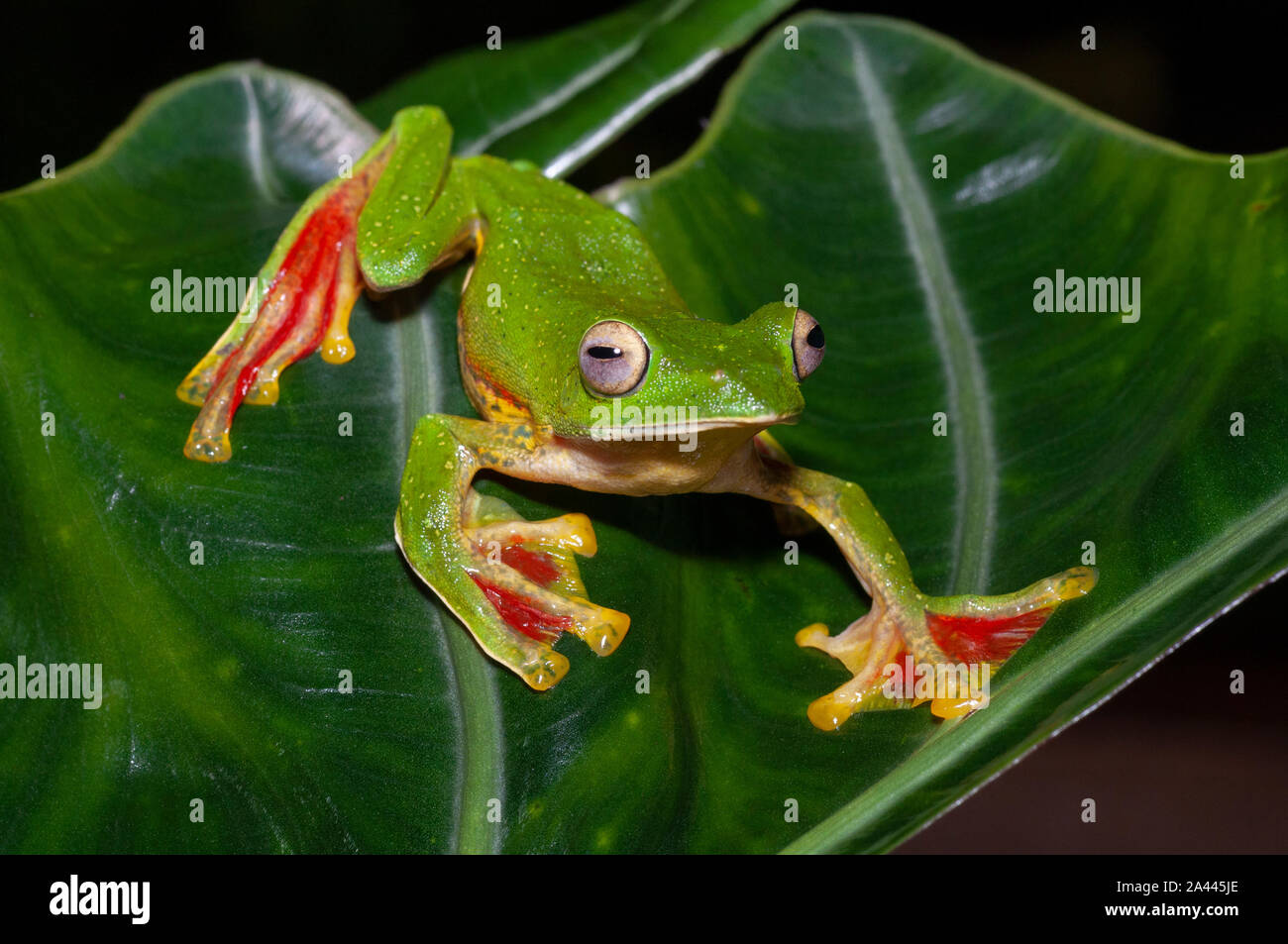 Rhacophorous Malabaricus o Malabar scorrevolezza Frog visto a Amboli,Maharashtra, India Foto Stock